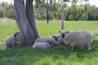 Sheep in the shade