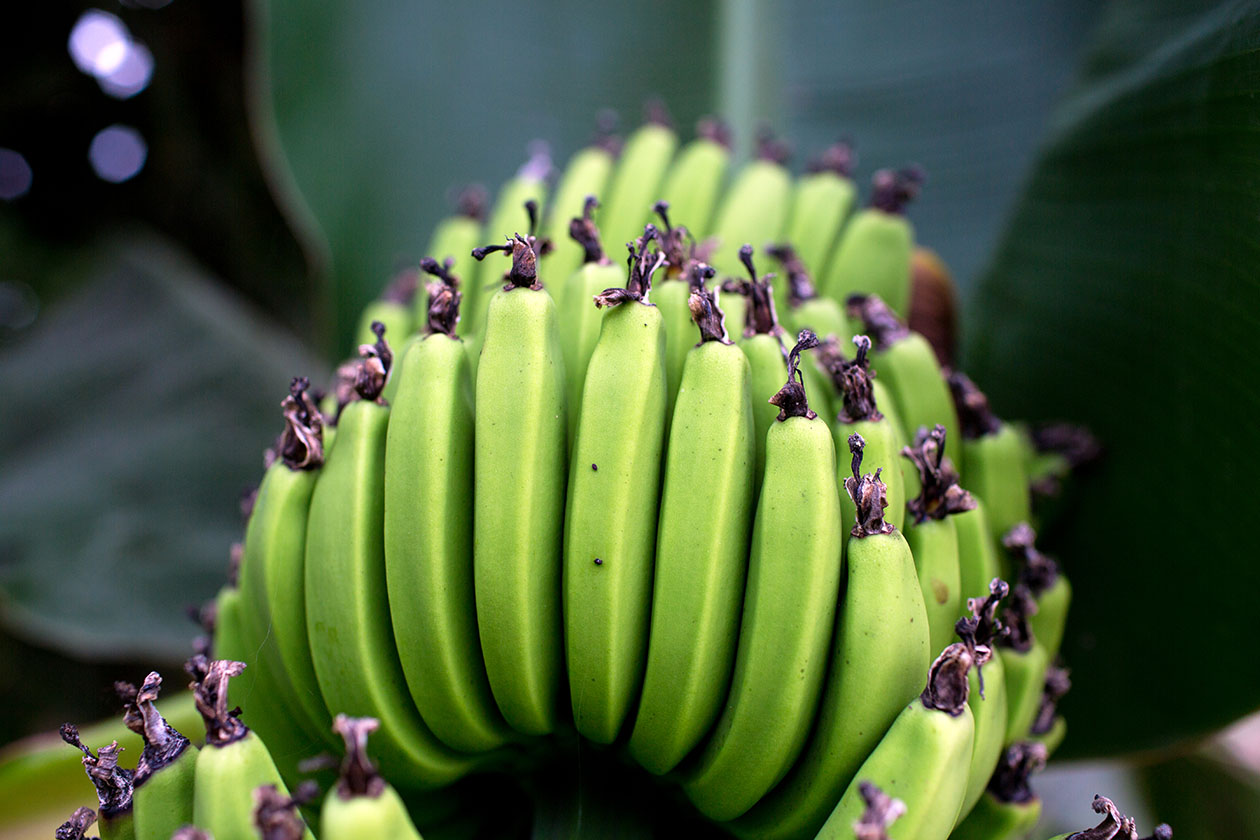 bananas grown in Huron County