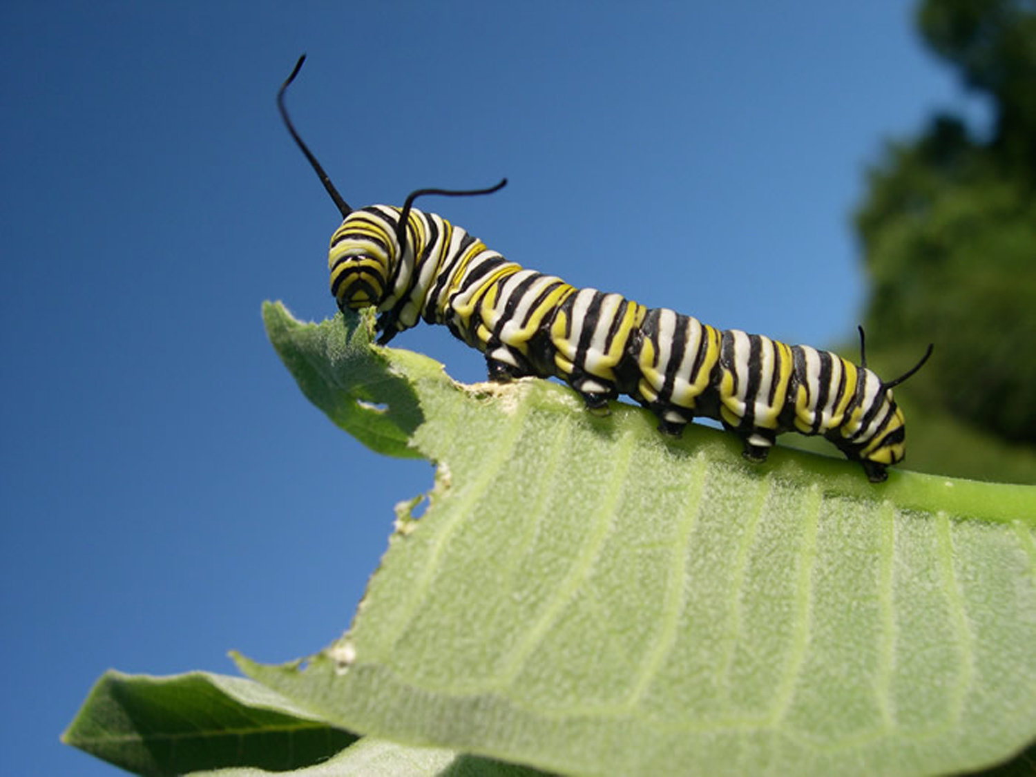 caterpillar eating milkweed