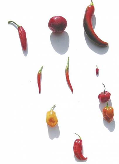 illustration peppers