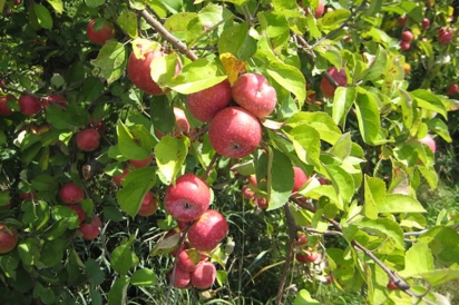 Nova Scotia McIntosh apple