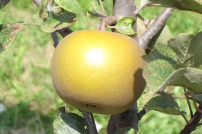 yellow pristine exotic apple