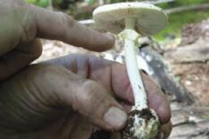 the deadly but beautiful amanita mushroom