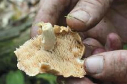 hedgehog mushroom