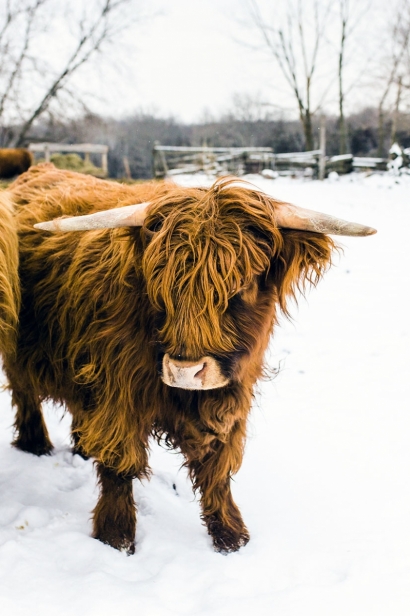 A Scottish Highland steer.